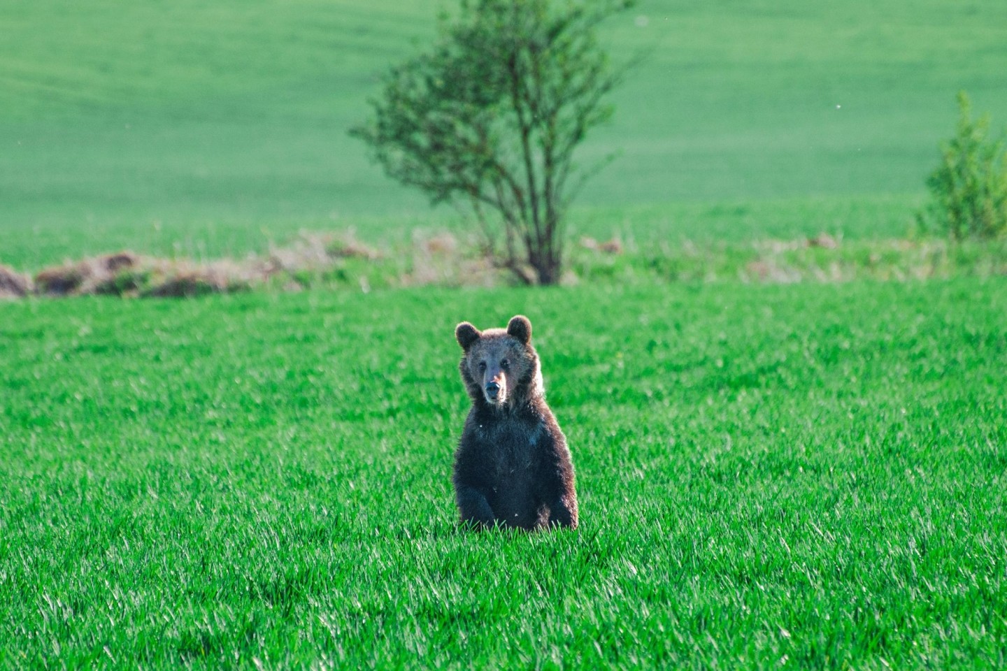 In den vergangenen Wochen wurden in der Slowakei mehrere Menschen bei unfreiwilligen Begegnungen mit Braunbären verletzt.